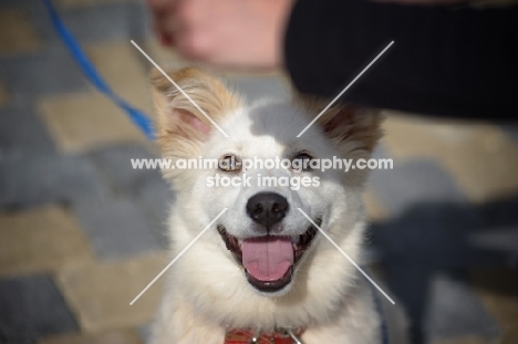 Puppy waiting for treat while training