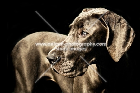 Great Dane looking to the side