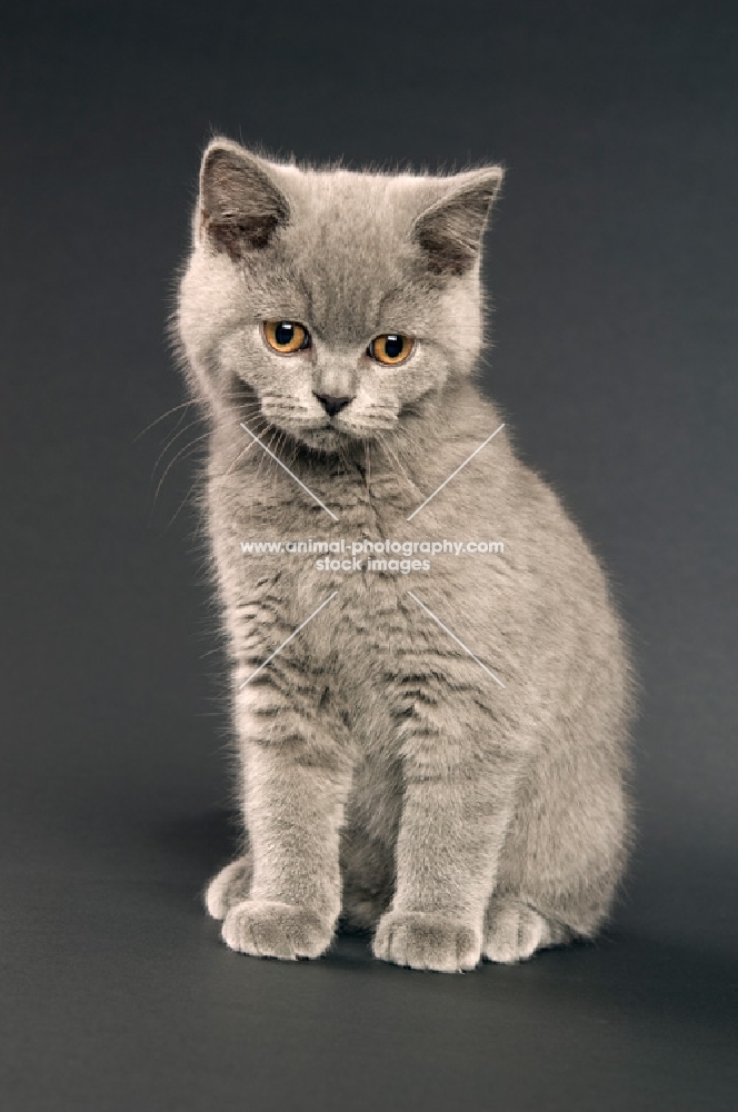 british shorthaired kitten on a dark grey background