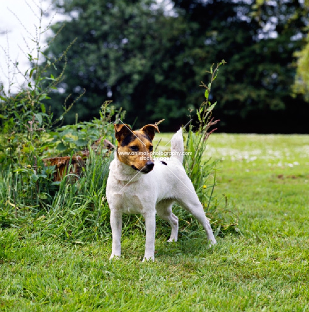 parson russell terrier standing on grass