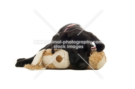 black labrador retriever with his toy, on a white background