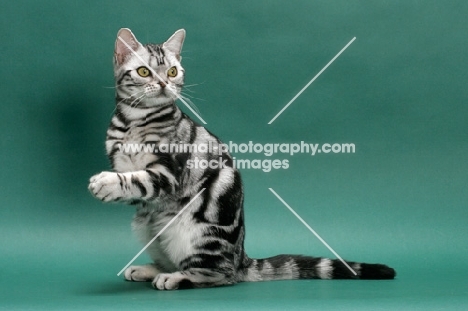 American Shorthair, Silver Classic Tabby, on hind legs