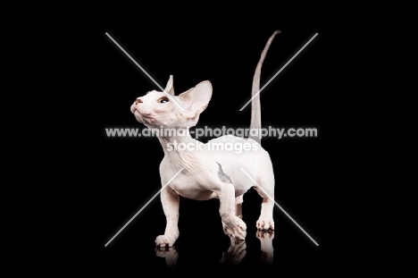 hairless Bambino cat on black background, looking up