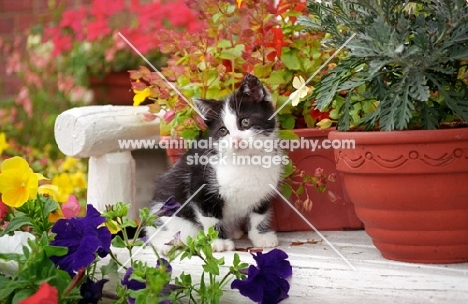 black and white kitten sitting in a garden