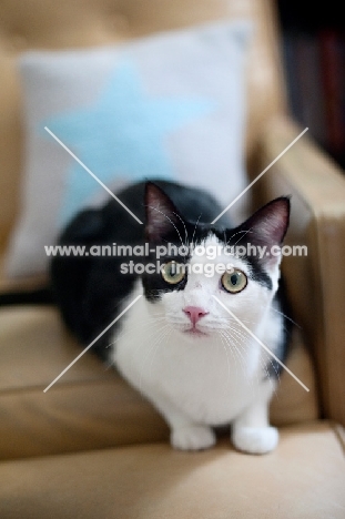 bi-coloured cat staring at camera