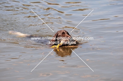 Small Munsterlander in water