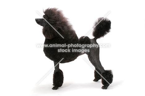 black standard Poodle side view on white background