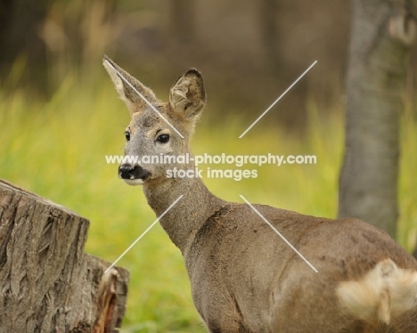 Roe Deer