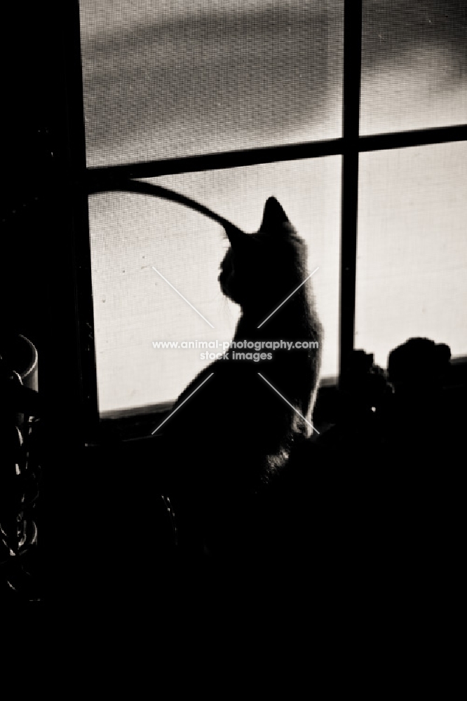 Kitten silhouette looking out window