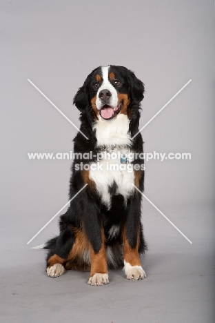 Bernese Mountain Dog on grey background