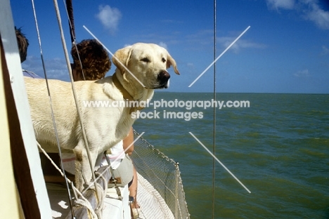 labrador on a yacht sailing off florida