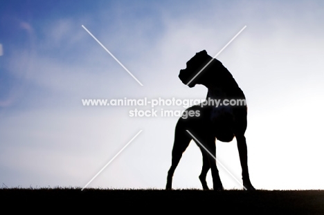 Boxer silhouette