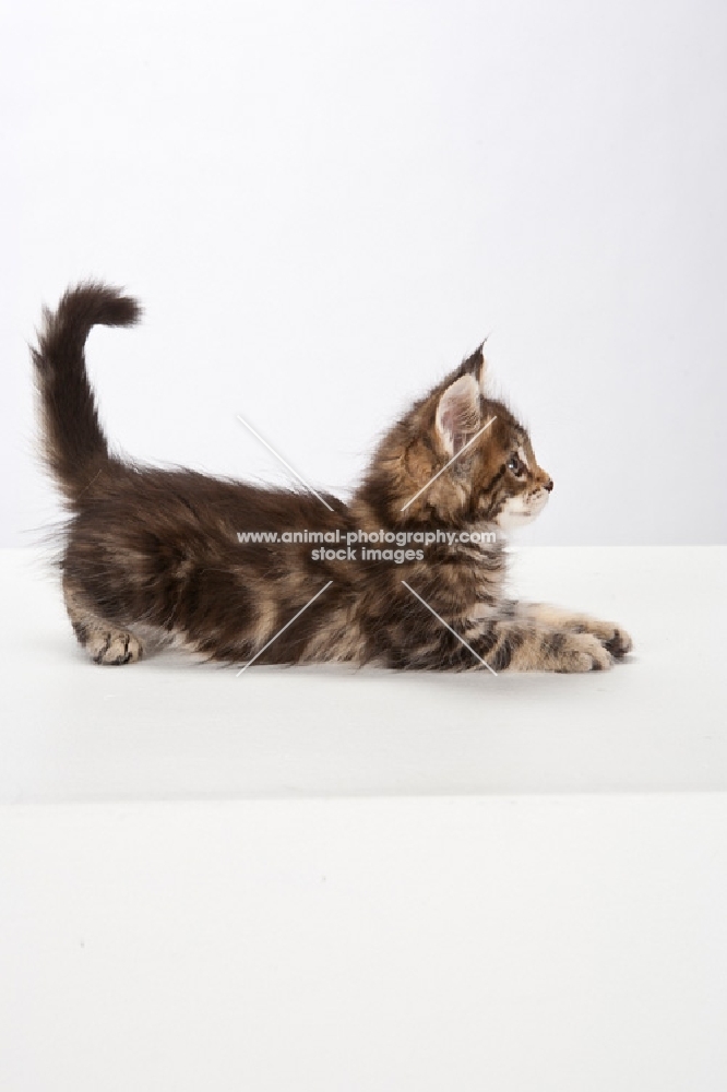 Maine Coon kitten