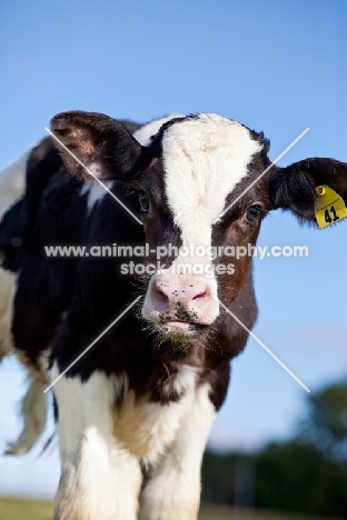 Holstein Friesian calf