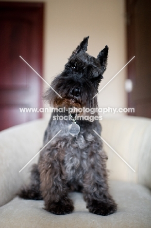 Black Miniature Schnauzer on chair.