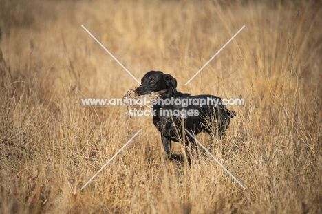 black labrador retriever retrieving quail in a field