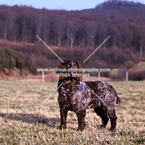 racker von kranichsee, german spaniel, wachtelhund, standing in field on the hillside