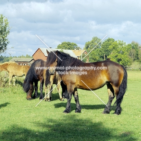group of north swedish horses in sweden,