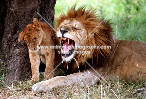 Lion roaring into cubs ear