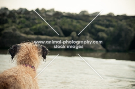 Lurcher back view, near sea