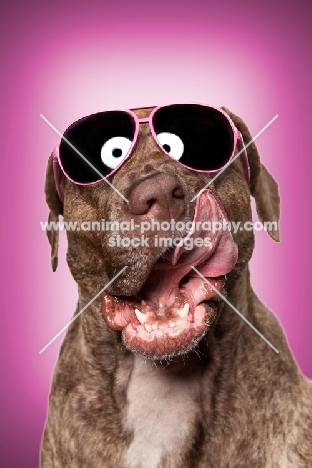 Dogo Canario dog in Sunglasses, 3 years old