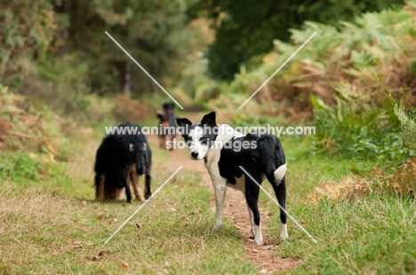 Collie x Whippet looking back at camera along path on a walk