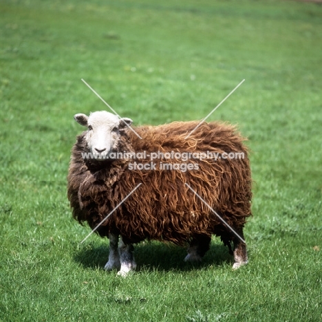 herdwick ewe standing in a field