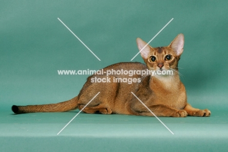 1 year old ruddy (usual) Abyssinian cat, lying down