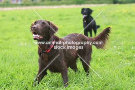 Flat Coated Retrievers in field