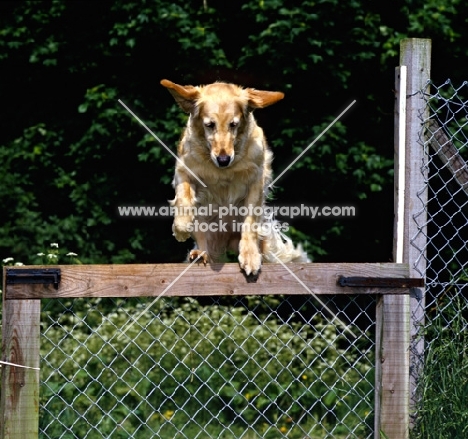 golden retriever jumping a gate