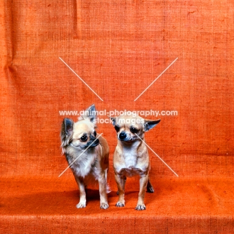 long coat and smooth coat chihuahuas together