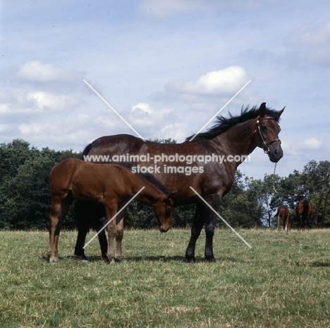 Cleveland Bay mare with foal