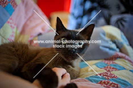 seal point cat laying on colourful blanket