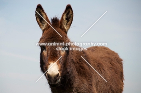 Donkey portrait