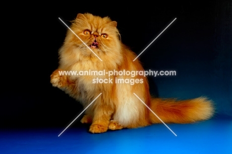 red Persian, one leg up