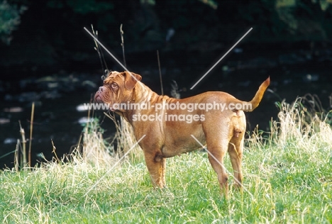 Dogue de Bordeaux standing at river bank