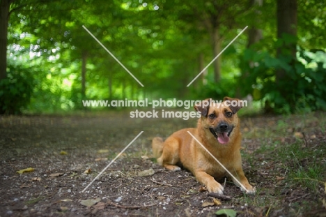 small mongrel dog at rest in a beautiful forest scenery