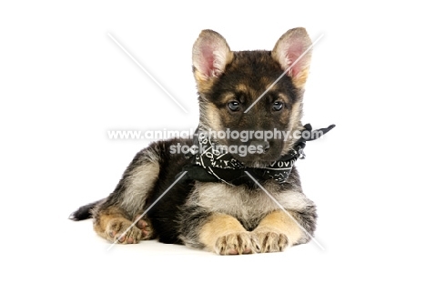 German Shepherd (aka Alsatian) puppy wearing scarf, lying down