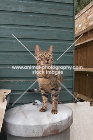 young Bengal standing in front of green shed outside
