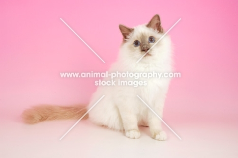 Lilac point Birman cat