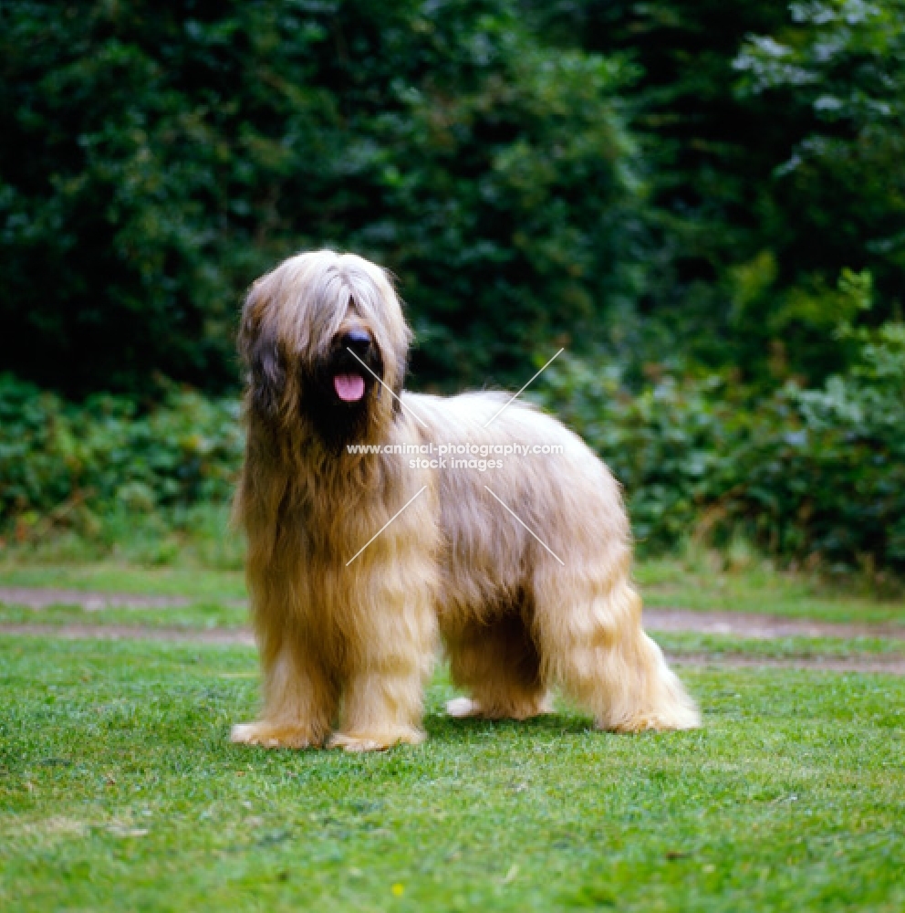 briard standing on grass