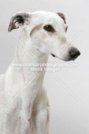 Australian Grand Champion/ Finnish Champion Greyhound, portrait