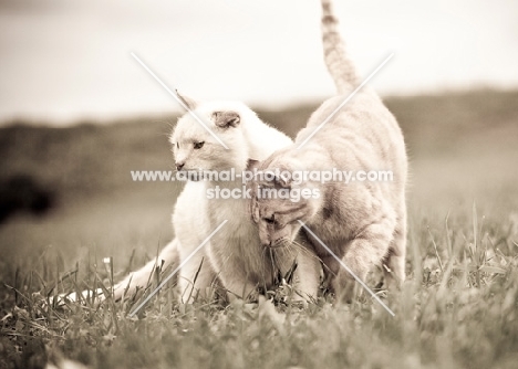 tabby cat rubbing against a white cat in a friendly way