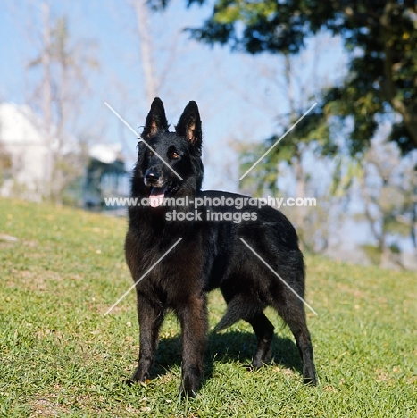 groenendael in bermuda standing on grass