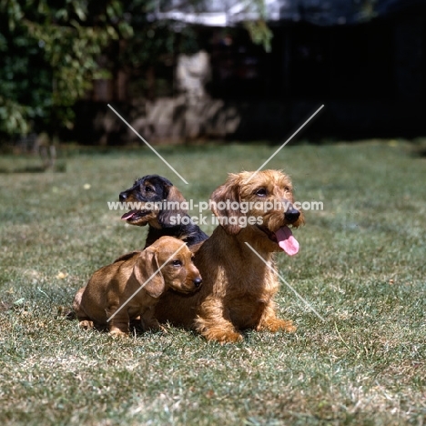 wirehaired dachshunds ch lieblings joker in the pack and puppies, 