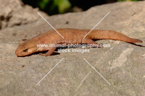 Newt salamander on rock