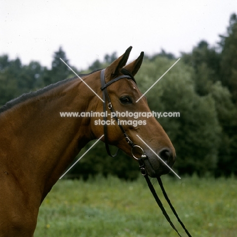 piruette, swedish warmblood 