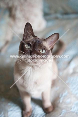 tonkinese cat sitting on blue bed