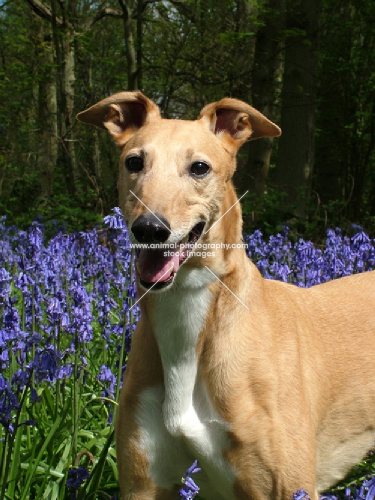 greyhound, irish bred ex racer, in woods with bluebells, saffron, all photographer's profit from this image go to greyhound charities and rescue organisations