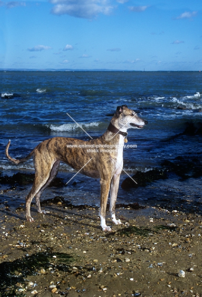 ex-racing greyhound standing on beach beside the sea